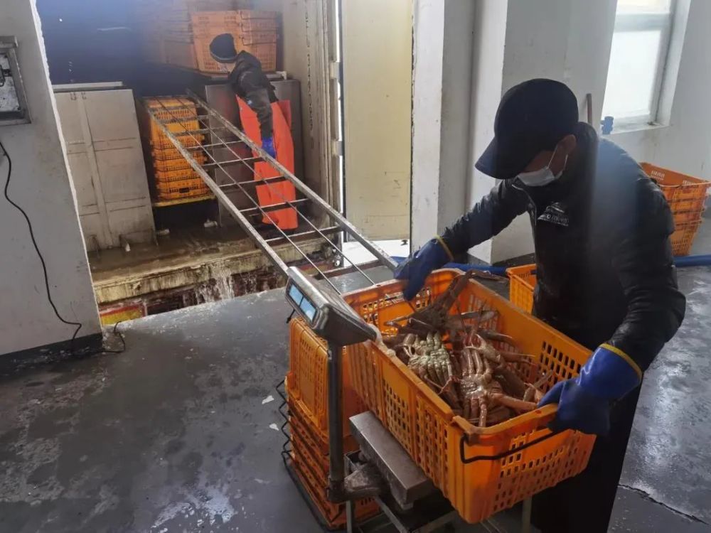 “蟹”逅琿春 銷售——吉林日報頭版聚焦琿春螃蟹產業興旺