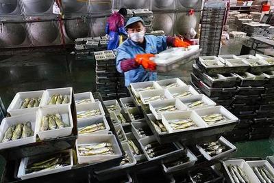 浙江漁港迎歸帆 岱山、象山卸貨忙，產(chǎn)銷兩旺映豐年