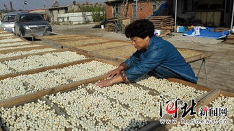 昌黎養殖戶 引領海產品加工產業升級，豐富產業鏈新篇章